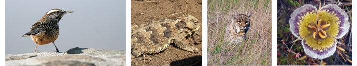 Images showing the cactus wren, San Diego horned lizard, bobcat, and the intermediate Mariposa lily