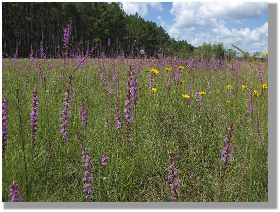 Photo 6-6:    The value of native vegetation on roadsides extends beyond regional beauty. Native plants help the air, soil, and wildlife. Roadsides with native plants benefit the larger ecosystem as well as confer economic benefits to DOTs and communities.