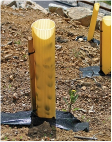 Photo of Corrugated plastic tree shelter