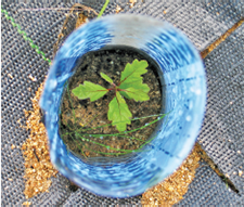 Photo of small tree shelter